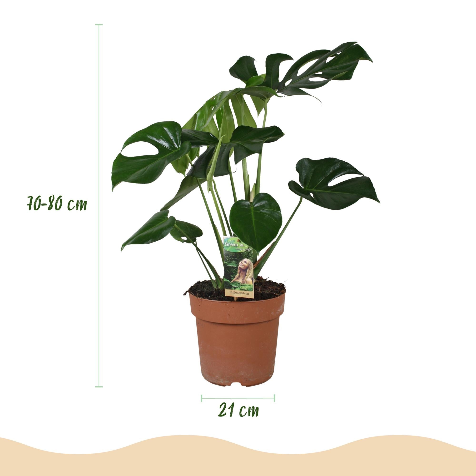 Monstera Deliciosa Fensterblatt – Grün – 21cm – Höhe 70-80cm – Pflegeleichte tropische Zimmerpflanze für Wohnräume – Dekoratives großes Blattwerk