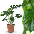 Monstera Deliciosa Fensterblatt – Grün – 21cm – Höhe 70-80cm – Pflegeleichte tropische Zimmerpflanze für Wohnräume – Dekoratives großes Blattwerk