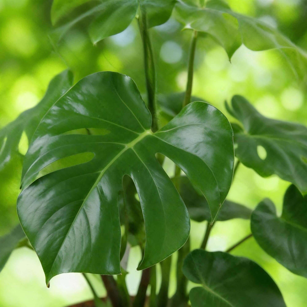 Monstera Deliciosa