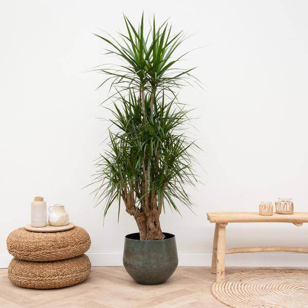 Dragon Tree Dracaena