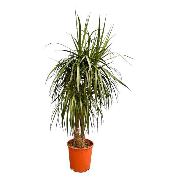 Dragon Tree Dracaena